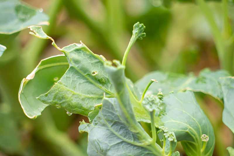 A close up image of Chinese kale leaves showing insect damage, there are holes and parts of the foliage missing. The background is green in soft focus.