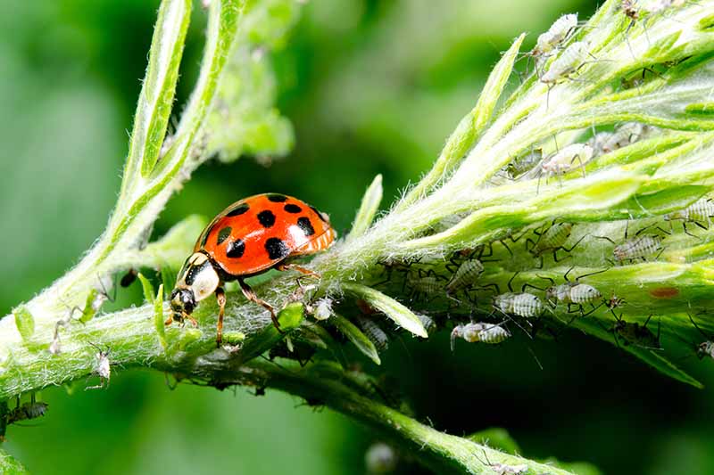 A close up of a bright red and black ladybug with lots of tiny white insects with black legs on a plant branch. The background is green in soft focus.