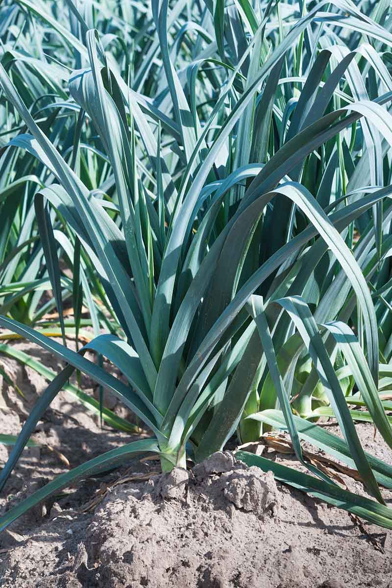 A vertical picture of rows of mature leek plants growing in dark soil, in bright sunshine.