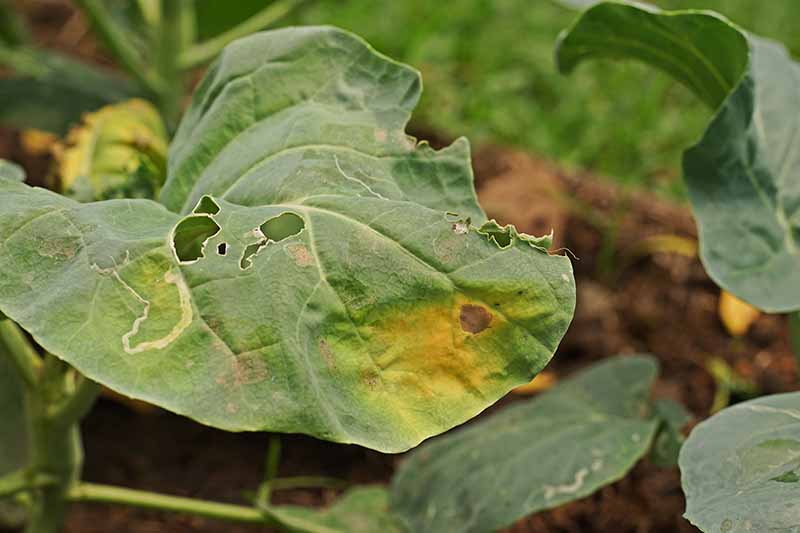 A close up of a diseased leaf on a Chinese kale plant, the foliage has holes in it, and yellow areas, with one particular brown, almost circular spot. In the background are further leaves and soil in soft focus.