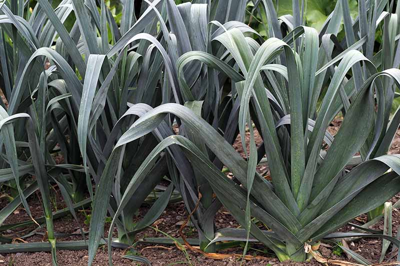 A close up of a row of mature leek plants with dark green foliage and soil surrounding them.