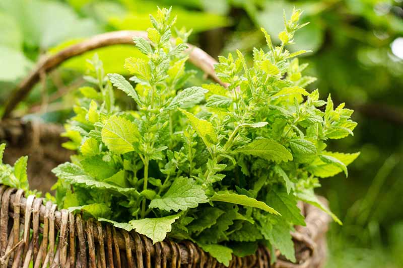A close up of Melissa officinalis in a brown wicker basket with a green soft focus background in bright sunlight.