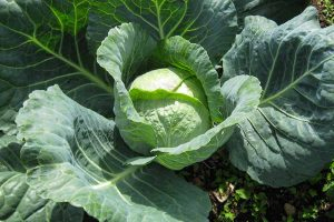 A close up, top down picture of a cabbage plant with a mature head. There are large, dark green leaves on the outside, and light green tight leaves around the head. The background is soil, in bright sunshine.