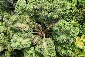 A top down picture of a mature curly kale plant growing in the garden, the large outer leaves are a darker green color and the small inner leaves are reddish green. In bright sunshine, the background is further foliage of the same plant.