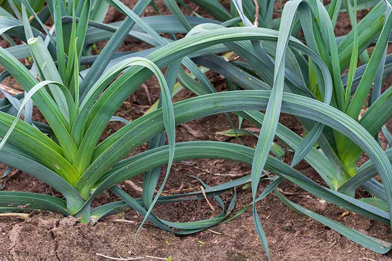 A close up of mature leek plants in the garden, with dark green foliage, surrounded by rich dark soil.