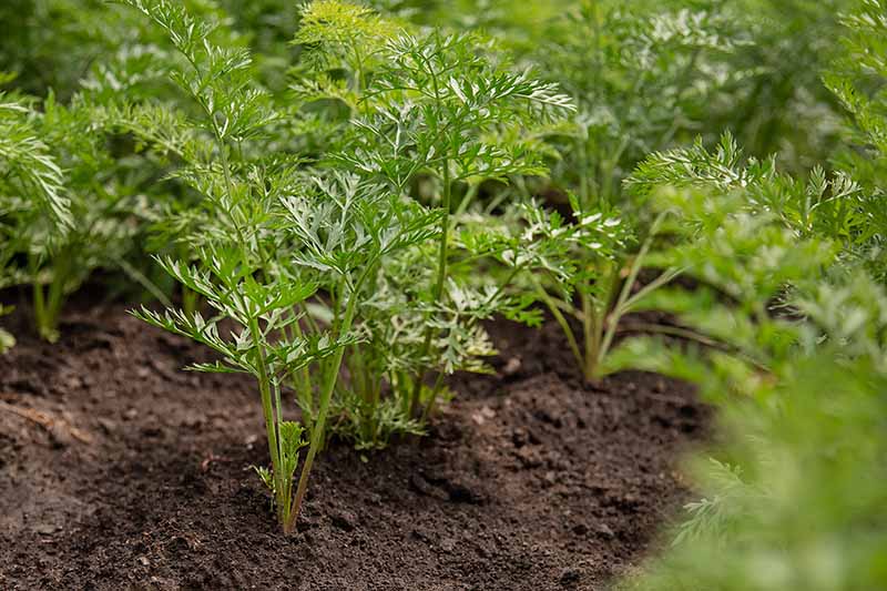 A close up of rows of carrot tops sprouting out of the dark earthy soil.