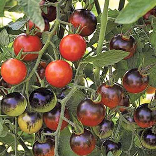 A close up of the tomato cultivar 'Midnight Snack'. Vines have red and dark colored fruits on a background of foliage and stems.