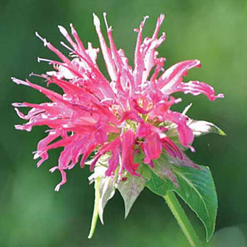 A close up of Monarda didyma cultivar 'Coral Reef' a bright pink flower with light green foliage on a soft focus green background.