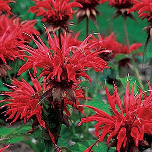 A close up of bright red 'Jacob Cline' flowers with dark foliage below the flower head and soft focus green background.
