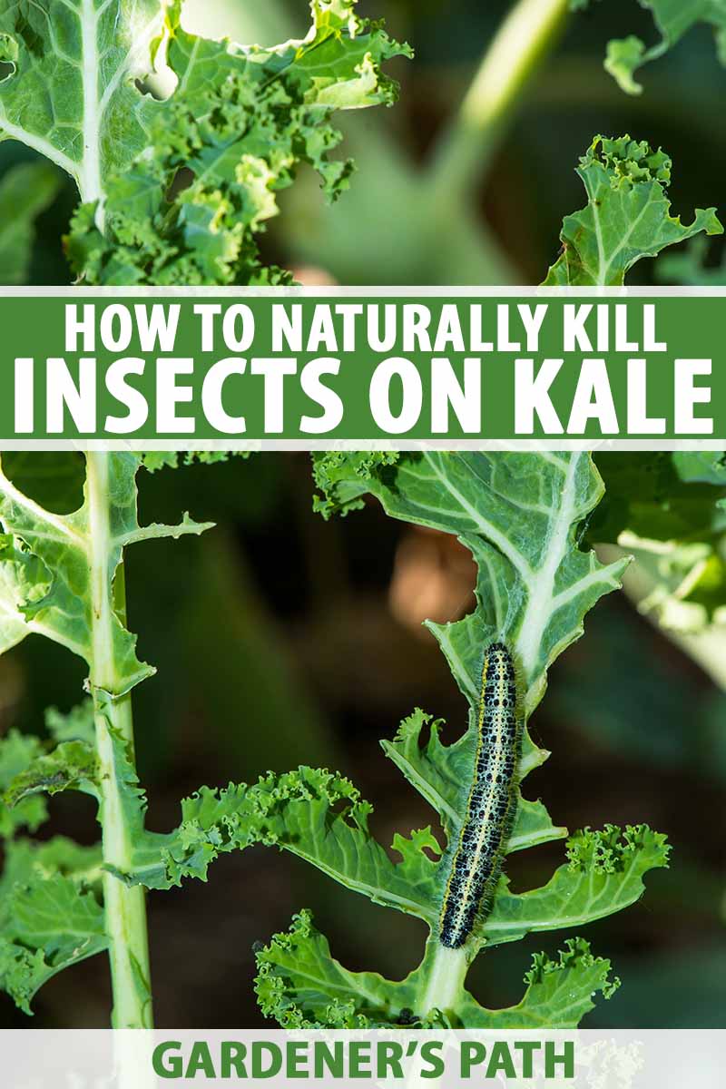 What Bugs are Eating My Kale? 