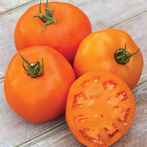 A close up of three deep orange colored 'Orange Slice' tomatoes, with one cut in half.