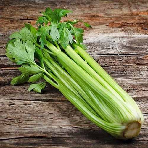 A bunch of the 'Pascal' variety of celery, cut off at the root, showing the light green stalks and darker green leaves, on a textured wood background.