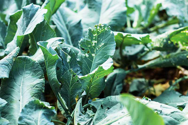 A close up of a cauliflower plant with its foliage damaged by pests. The leaves are pock marked and have holes in them. The background is vegetation in soft focus.