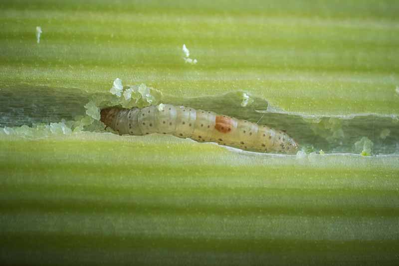 A close up of a caterpillar burrowing into a green leaf, the pest is translucent with tiny dark spots on its body. The background fades to soft focus.