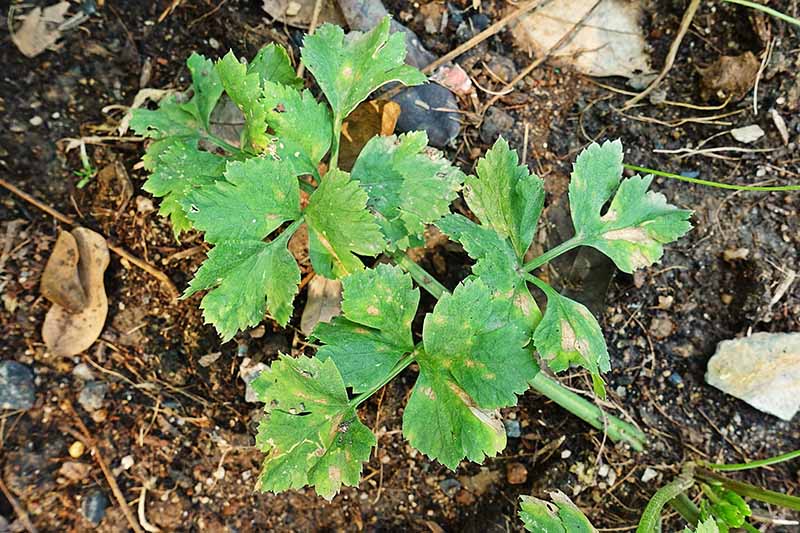 A close up top down picture of a plant with brown spots on the leaves, with soil and plant debris in the background.