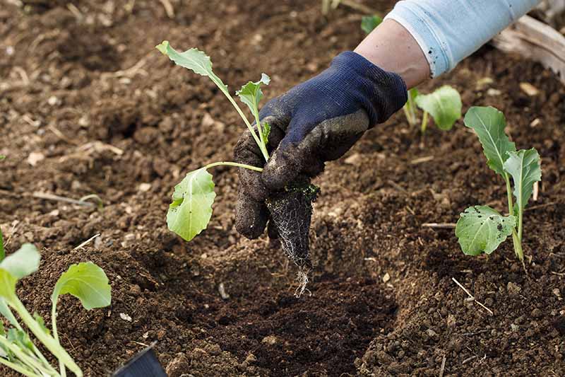 A hand from the right of the frame, with a dark blue gardening glove is holding a cauliflower seedling over a freshly dug hole, ready for planting. In the background are further seedlings and soil in soft focus.