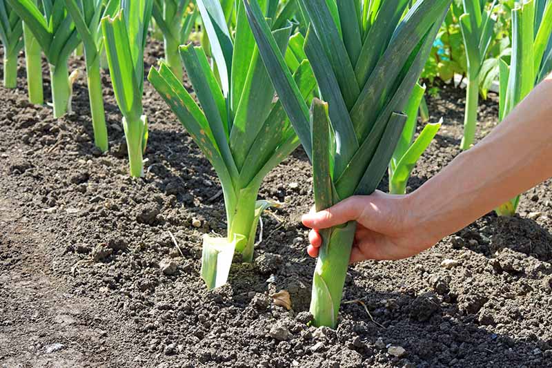 A hand from the right of the frame grasping the stem of a mature leek plant, ready to pull it out of the soil. To the left and in the background are rows of the same vegetable, with dark soil surrounding them, in bright sunshine.
