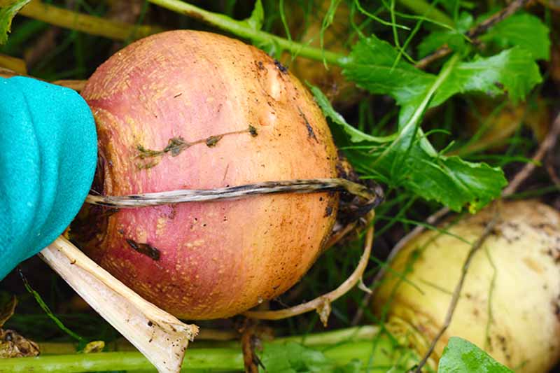 A close up of a gloved hand pulling a turnip root out of the ground. The root is pale with a pink top, in the background is another, freshly harvested root and green vegetation in soft focus.