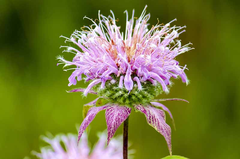 A close up of a light purple bee balm flower, with long thin petals tapering at the ends, purple and green leaves just below the flowers, on a soft focus light green background.