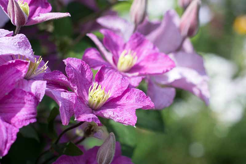 Dark pink clematis flowers with contrasting yellow stamen bloom in bright sunlight. The background is soft focus green and light purple of leaves and flowers.