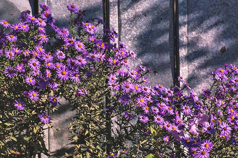 A purple aster bush in full bloom, against a metal fence. The purple flowers have bright orange centers, and these contrast with the green leaves and shadows cast on the gray metal behind, in bright sunshine.