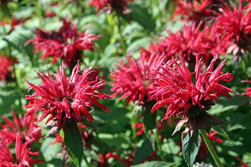 A close up of red monarda flowers surrounded by soft focus green foliage in bright sunshine.