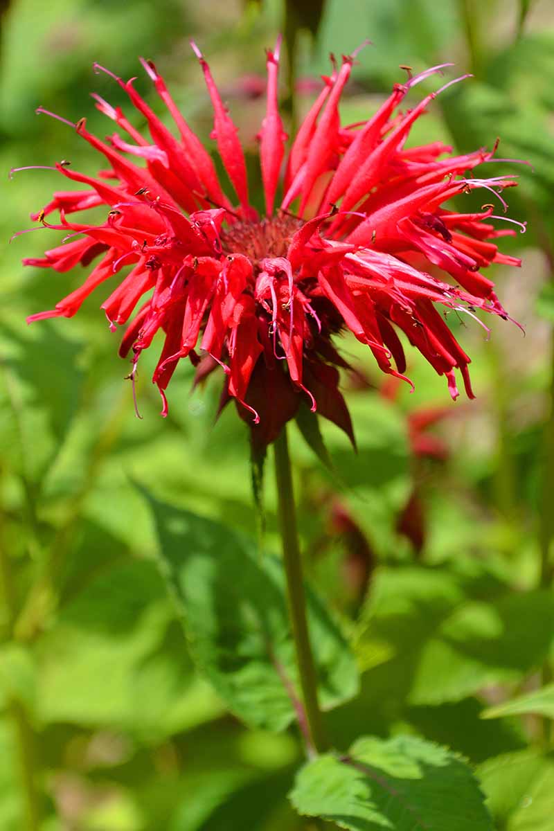 A close up vertical picture of a bright red bee balm flower with soft focus foliage in the background in bright sunshine. The flower has long thin petals that taper towards the end with a red center.