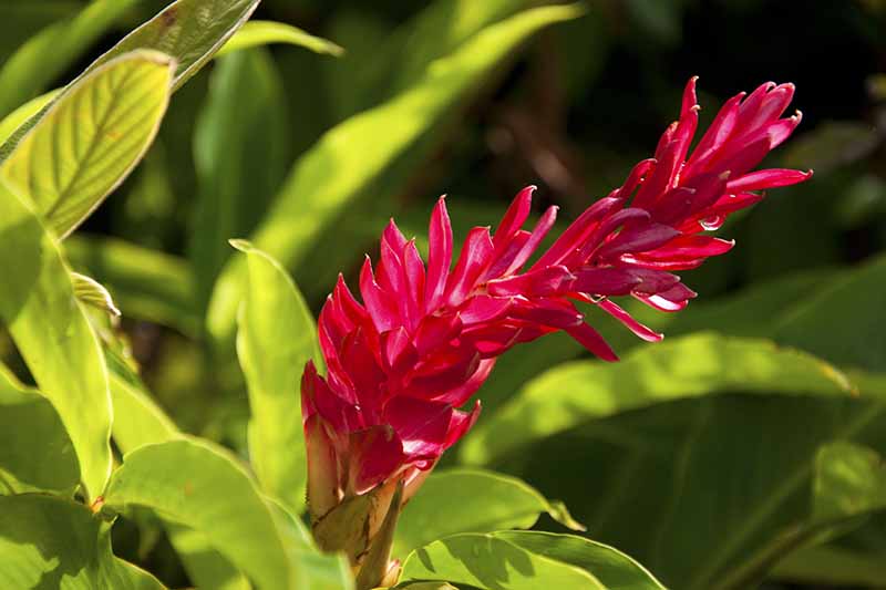 A close up of a vivid red ginger flower, on a background of brightly lit green foliage fading to soft focus.