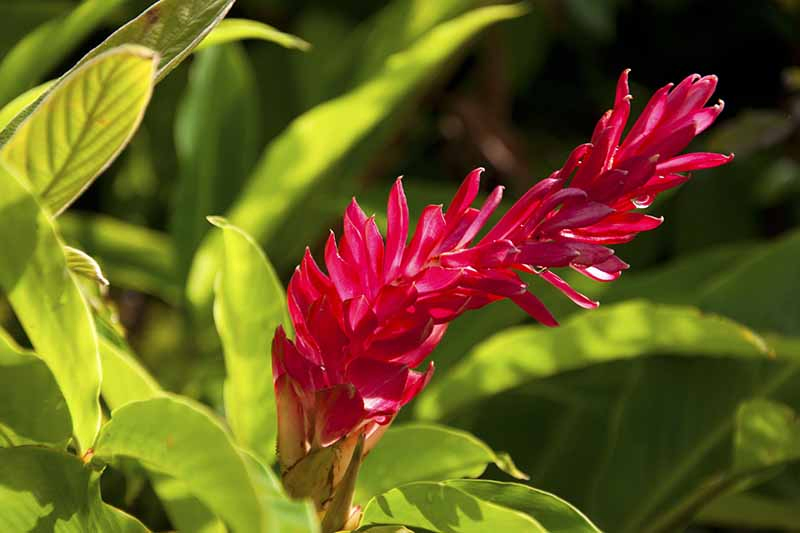 A close up of a vivid red ginger flower, on a background of brightly lit green foliage fading to soft focus.