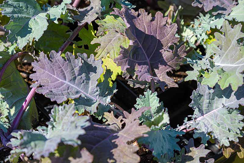 Close up picture of Brassica oleracea leaves growing on the plant. Ranging from light green to pale purple, the flat leaves with jagged edges are pictured in bright sunshine.