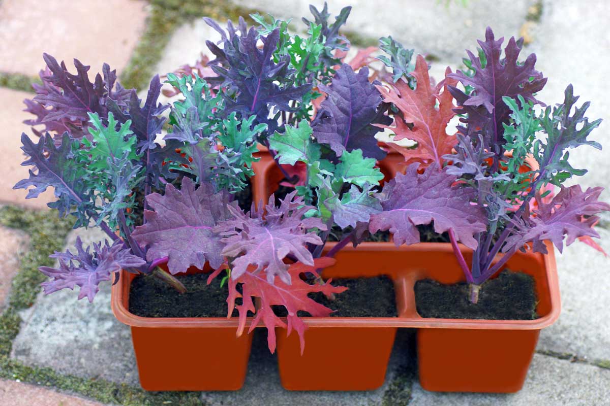 A close up of a red seedling tray containing nine plants of the 'Red Russian' variety. Some of the leaves are a deep purple, others mid to dark green. The background is a light stone surface with a little moss, in soft focus.