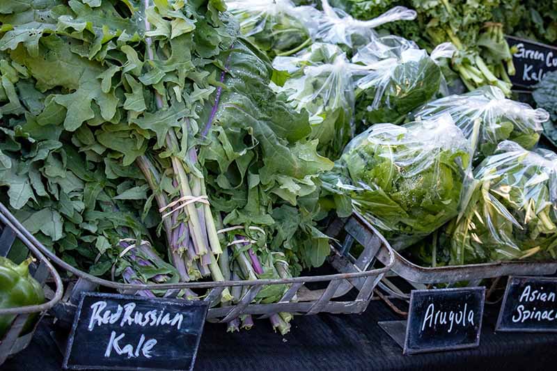 Metal baskets at a market containing 'Red Russian' kale on the left of the screen, in bunches with elastic band around them. To the right of the screen are plastic bags containing bunches of arugula and asian spinach. In front of the metal trays are black signs with the name of the vegetables written in white.