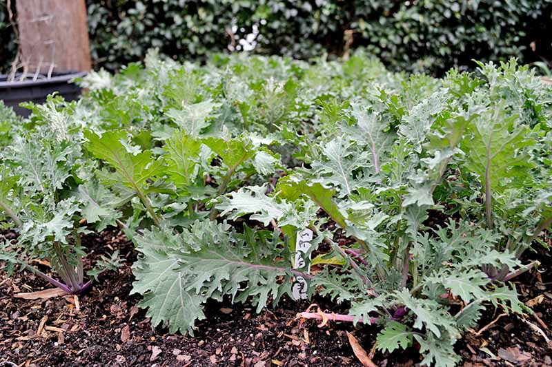 A close up of Brassica oleracea plants growing in the garden. With light purple stems and green leaves contrasting with the dark earthy soil, in light sunshine.