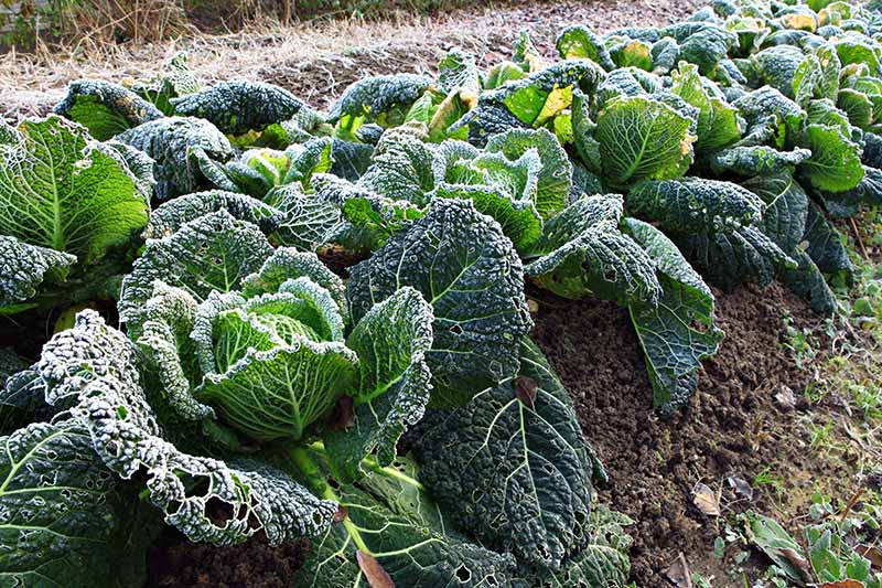A row of savoy cabbages growing in the garden after a light frost. The large outer leaves are dark green and the tight heads are visible surrounded by lighter colored leaves. The background is soil and vegetation.