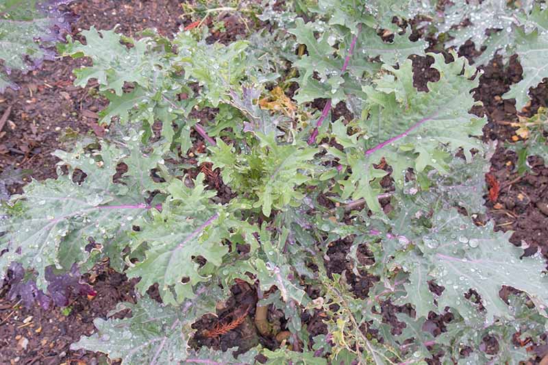 A close up, top down picture of a Red Russian kale variety growing in the garden. Droplets of water on the light green leaves, and purple stems. The background is soil in soft focus.