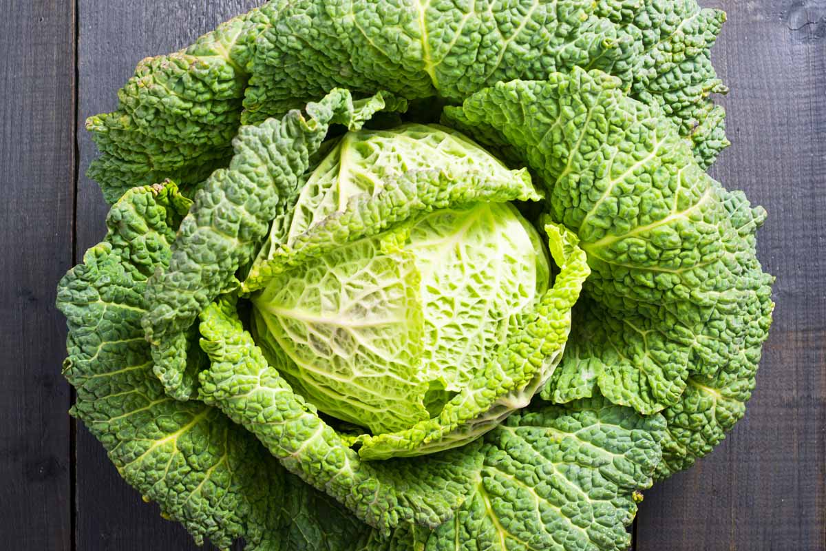 A top down close up of a savoy cabbage head, with dark green leaves on the outside and tight light green leaves immediately surrounding the head. The background is a dark wooden surface.