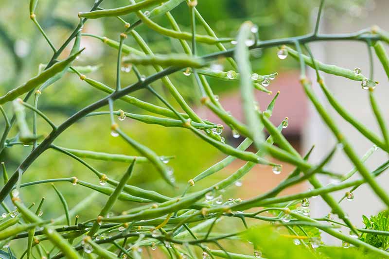 A close up of Brassica oleracea branches with developing seed pods. The pods are green and have small droplets of water on them, the background is a bright soft focus green.