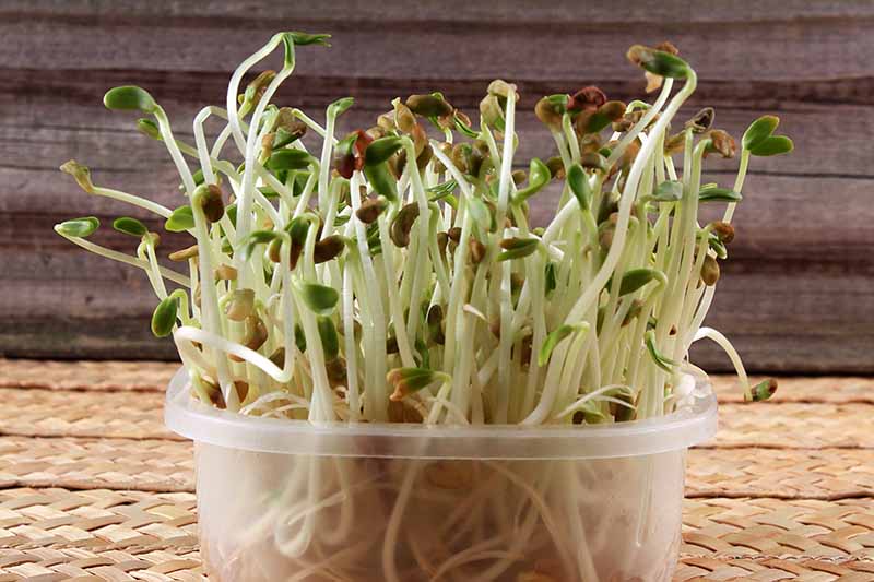 A close up of a plastic container with sprouting fenugreek seeds, the tops of the sprouts rising out of the container on light colored stems with green shoots. The background is wicker and a wooden surface.