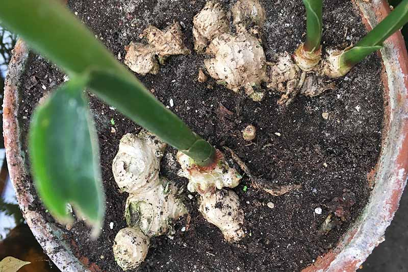 A top down close up of a terra cotta pot with dark soil and ginger rhizomes visible above the soil. Green stems are growing from the top of two of the rhizomes.