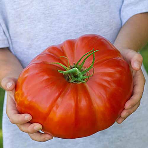 15 of the Top Tomato Hybrids   Gardener s Path - 34