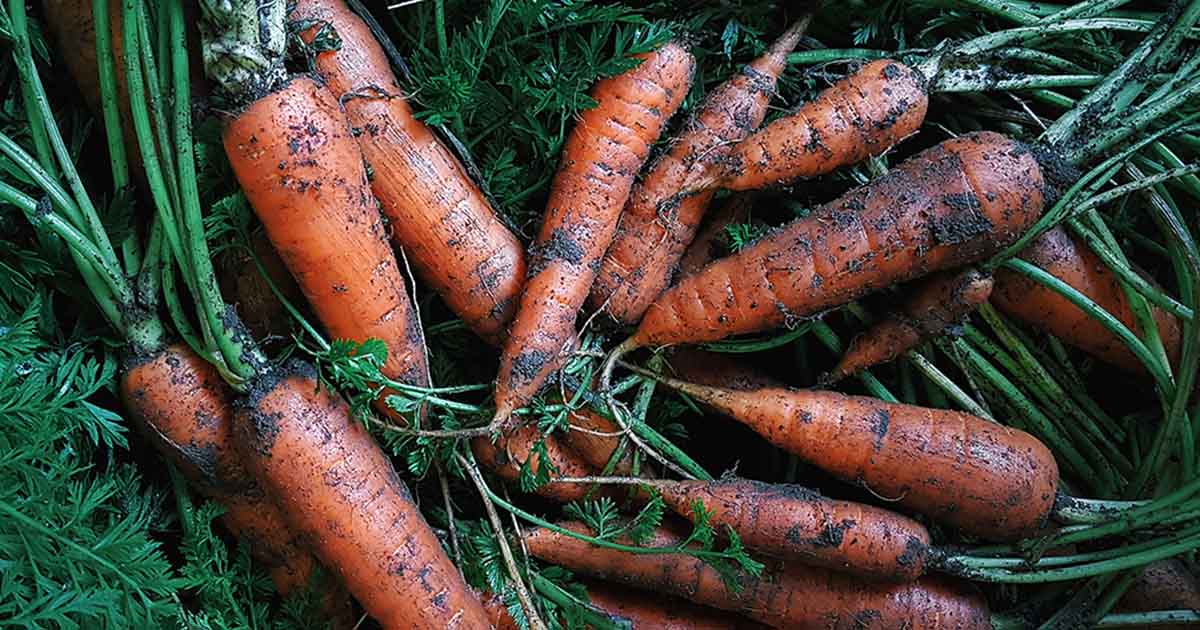 Storing Carrots Underground FB 