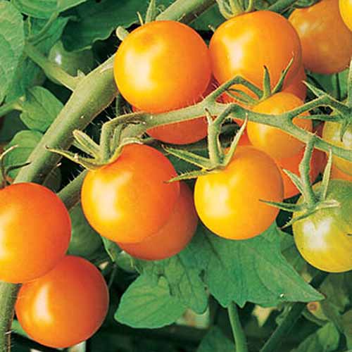 A close up of part of a tomato plant with bright yellow, ripe fruit of the 'Sun Gold' variety. The background is green leaves and stems.