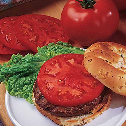 A close up of a white plate with a hamburger topped with a slice of the 'Supertasty' tomato variety. In the background is a whole fruit and bright red slices, on a wooden background.