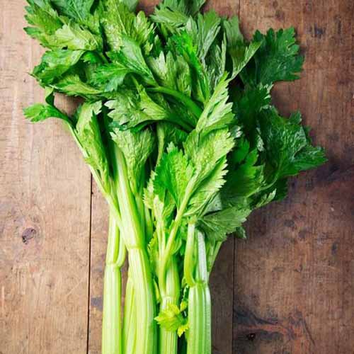 A close up of the 'Tall Utah' variety of celery showing the leaves and the top half of the stalks, in soft light on a wooden background.