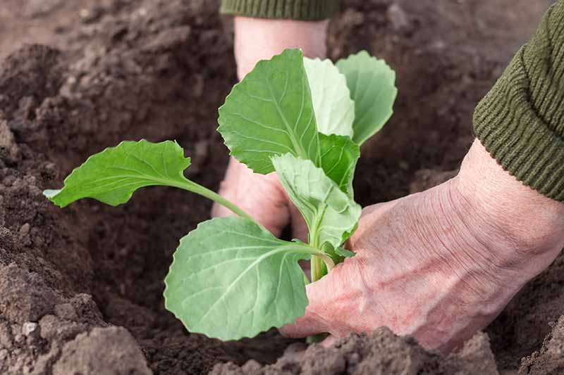 Two hands carefully placing a savoy cabbage seedling into rich dark earth, in light sunshine.