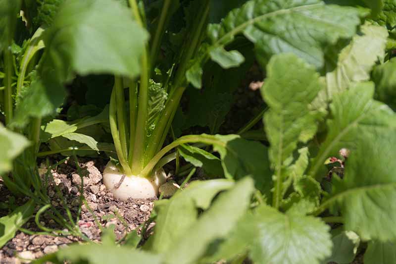 A close up of a turnip crown pushing through the top of the soil, with bright green foliage in light sunshine. The background is vegetation fading into soft focus.