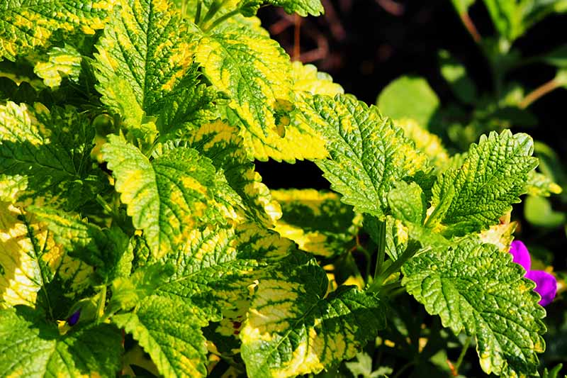 A close up of the leaves of a variegated lemon balm plant. The leaves are red and yellow, in the background is a purple flower and soft focus greenery in bright sunshine.
