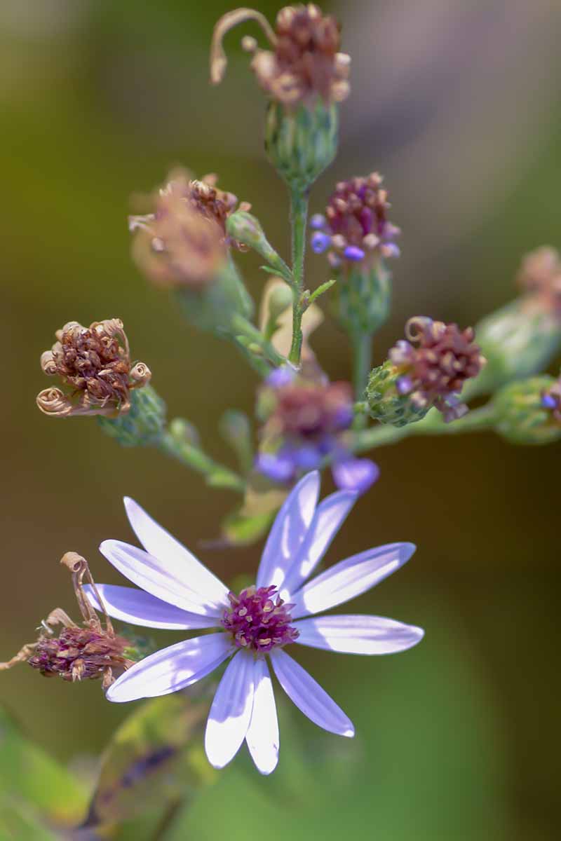 A vertical image, close up of a purple aster, still with petals but gone to seed. The seeds are visible in the center of the flower. Surrounding it are dried flower heads with the petals missing. The background is green, in soft focus.