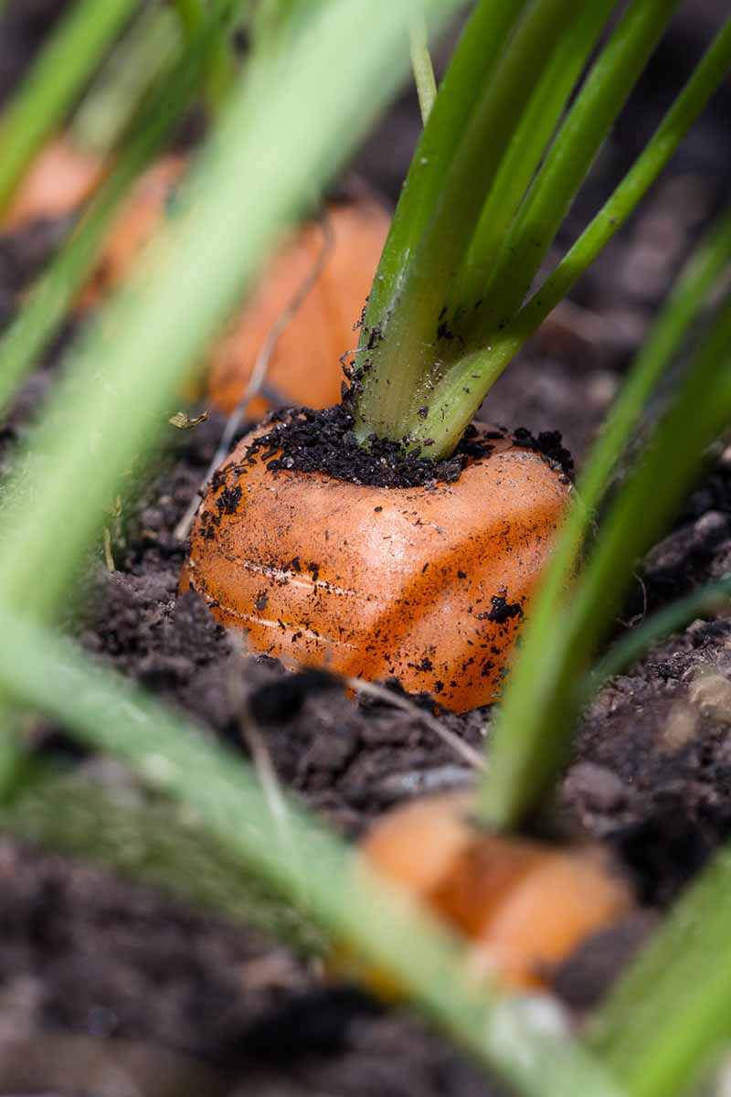 A vertical picture of a close up of a carrot plant with the top of the root just poking through the soil. The orange root contrasts with the green foliage and the dark soil. The background is soft focus.