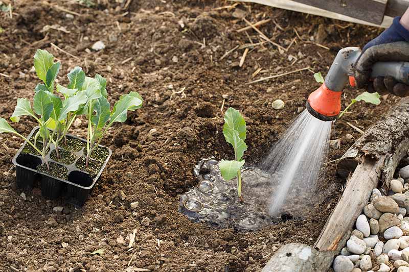 To the right of the frame a hand holding a hosepipe with a spray attachment watering a newly planted cauliflower seedling into dark rich earth. To the left of the frame is a black plastic punnet with further seedlings ready to plant. The background is soil in soft focus.